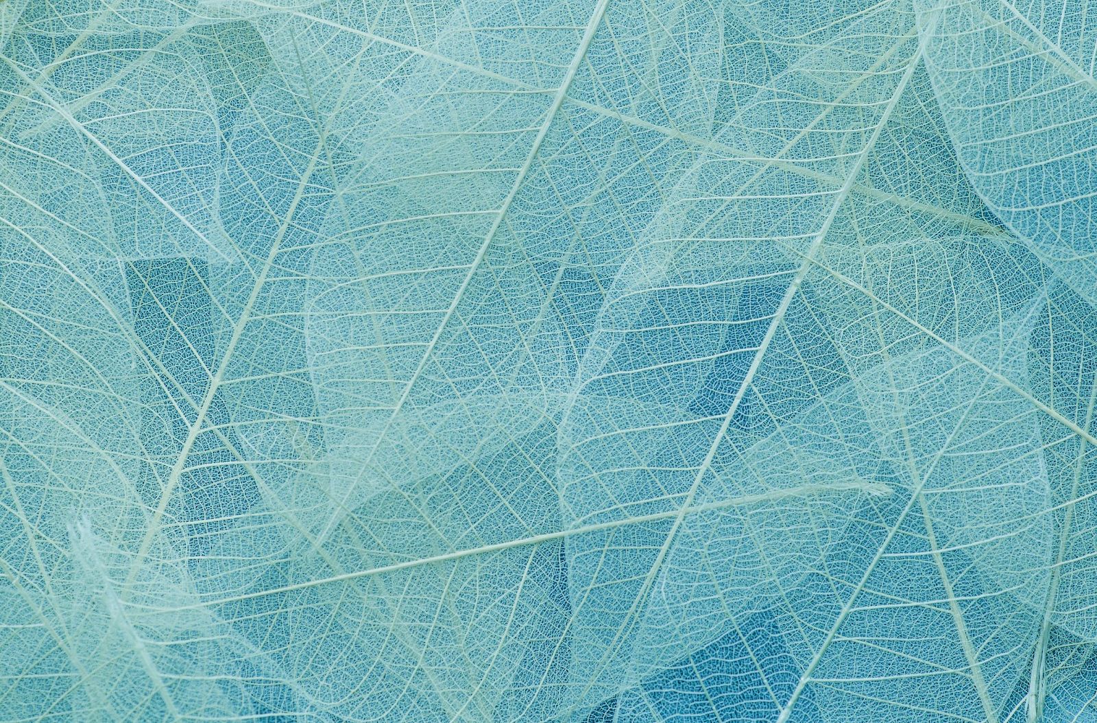 The image shows a close-up of delicate, translucent leaves in a blue hue, highlighting their intricate vein patterns.